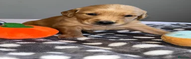 Golden Retriever Lime Green