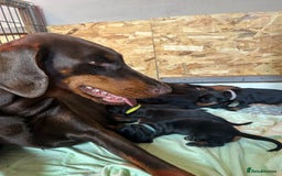 Dobermann dogs for sale: Dobermann puppies Champion bloodline, kc reg - Image 8