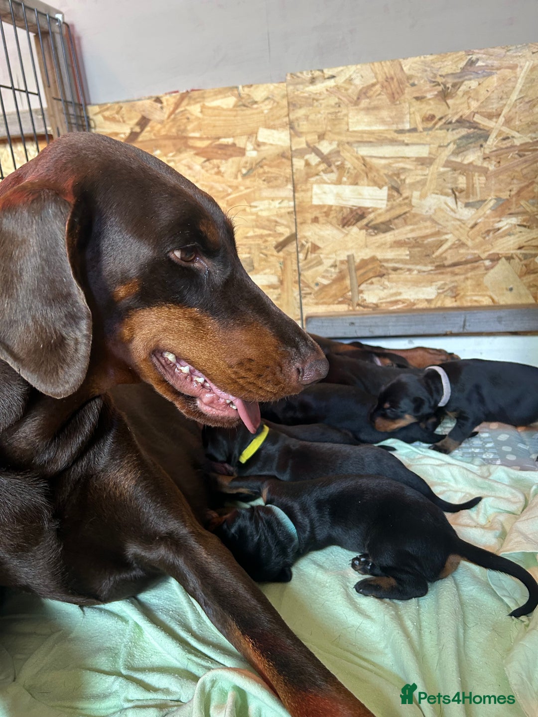 Dobermann dogs for sale: Dobermann puppies Champion bloodline, kc reg - Image 8