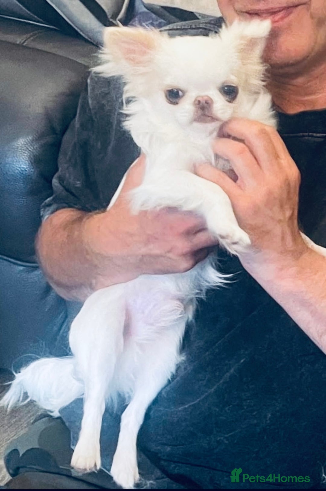 Chihuahua dogs for sale: Stunning pure white longcoat chi boy - Advert 3