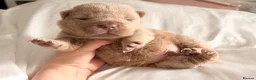 Shar Pei dogs for sale: ⭐️ BEAR COAT Shar pei Pups ⭐️ - Advert 1