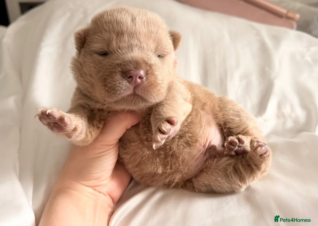 Shar Pei dogs for sale: ⭐️ BEAR COAT Shar pei Pups ⭐️ - Advert 1