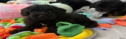 Miniature Schnauzer dogs for sale: Beautiful Litter Mini Schnauzer X Mini Poodle - Advert 7
