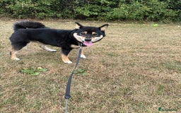 Japanese Shiba Inu dogs for sale: Lilo  - Image 2