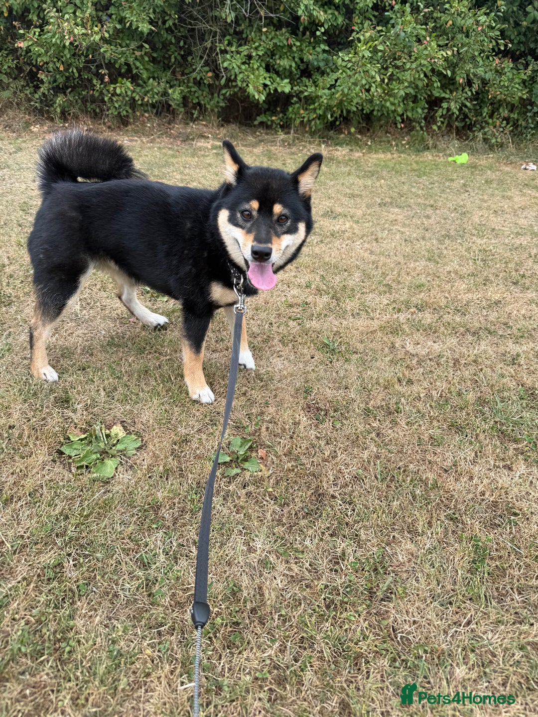 Japanese Shiba Inu dogs for sale: Lilo  - Image 2