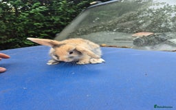 Mixed Breed rabbits for sale: Holland lop rabbits 8 week old  - Image 8