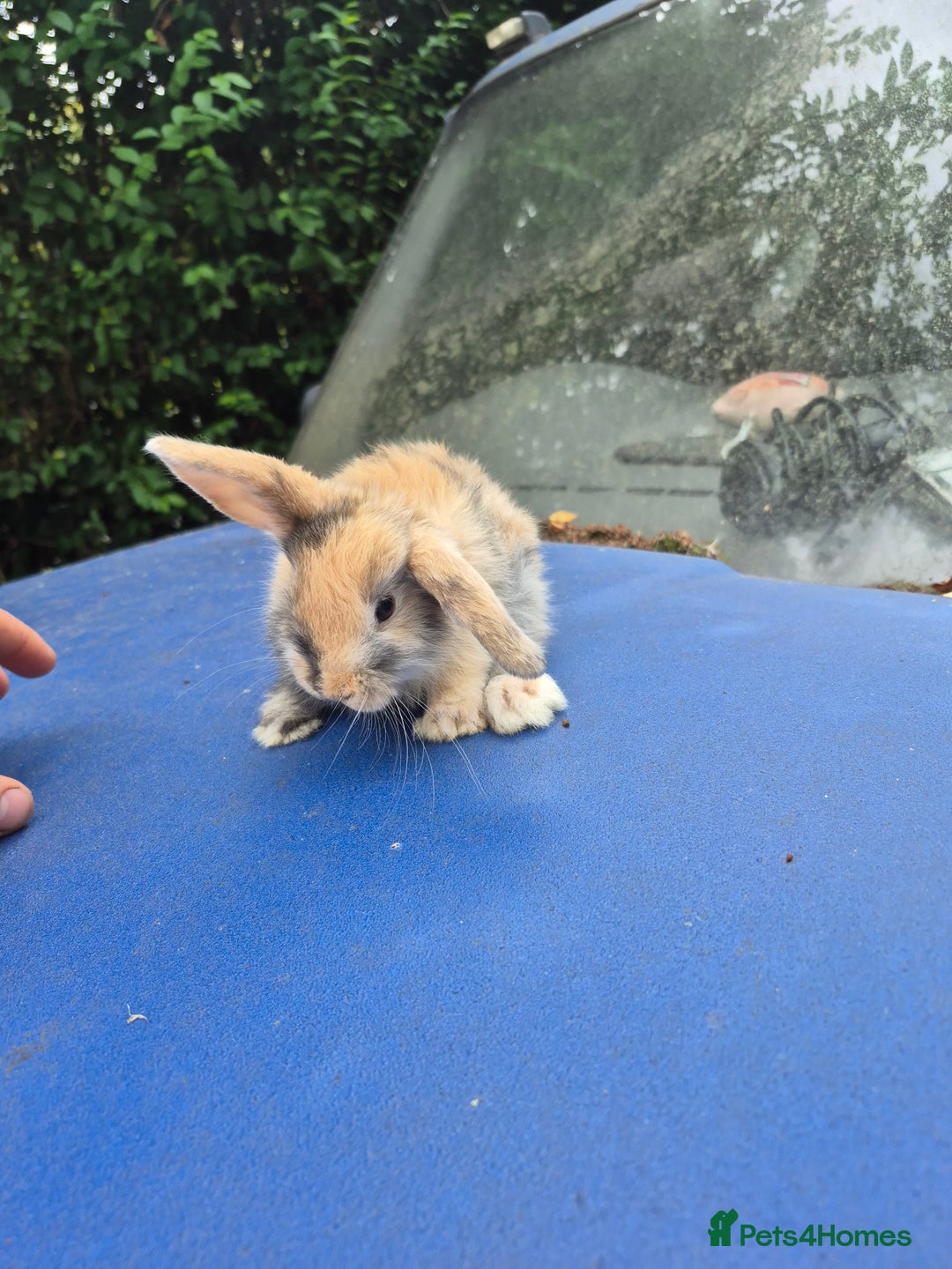 Mixed Breed rabbits for sale: Holland lop rabbits 8 week old  - Image 8