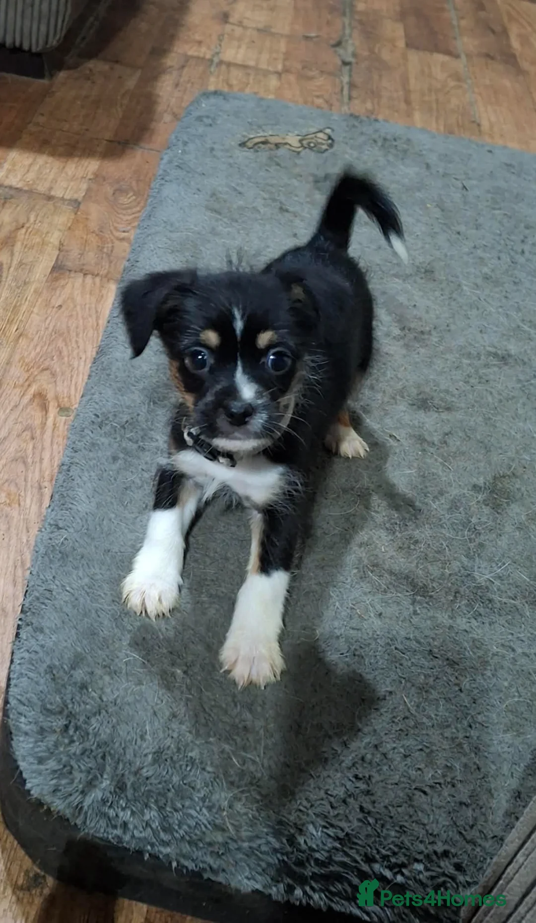 Mixed Breed dogs for sale: Patterjack cross Jack Russell’s pups  - Advert 4