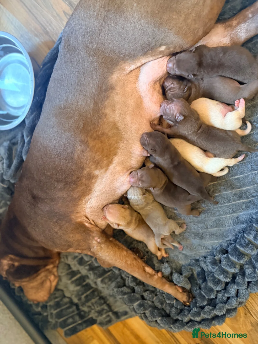 Shar Pei dogs for sale: Sharpei Puppies for sale  - Advert 2