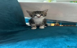Domestic Shorthair cats for sale: Kittens looking for their forever home  - Image 12