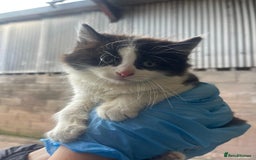 Mixed Breed cats for sale: Beautiful Farm kittens  - Image 8