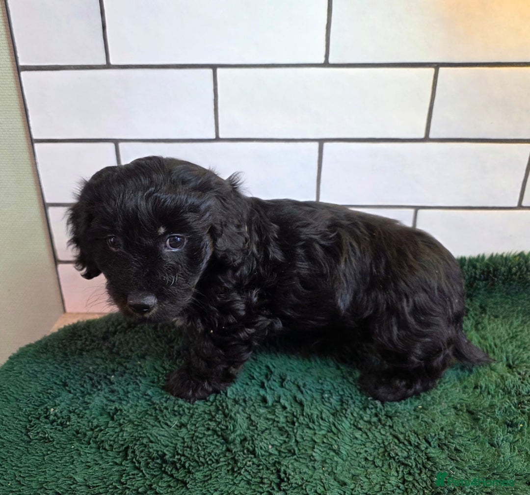 Mixed Breed dogs for sale: Miniature Dachshund x Bichon Havanese Puppies - Advert 4