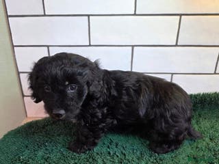 Mixed Breed dogs Miniature Dachshund x Bichon Havanese Puppies - Advert 6