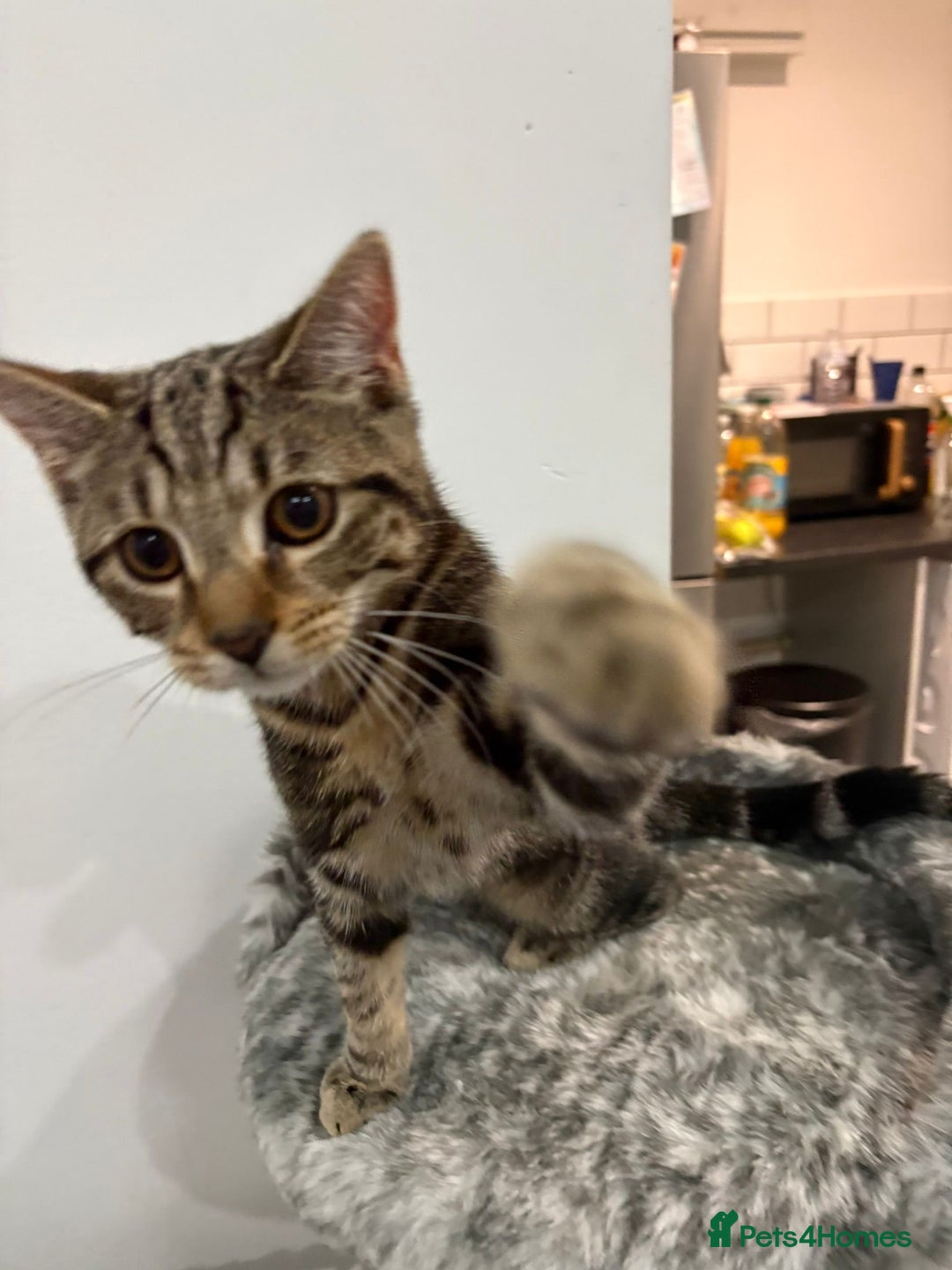 Mixed Breed cats for sale: Tabby male 6 month old kitten - Advert 14