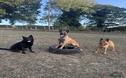 Belgian Shepherd Dog dogs for sale: A real good boy - Image 4