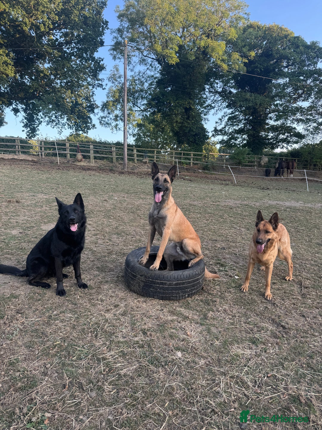 Belgian Shepherd Dog dogs for sale: A real good boy - Image 4