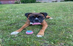 Boxer dogs for stud: Boxer for Stud in Grays - Image 5