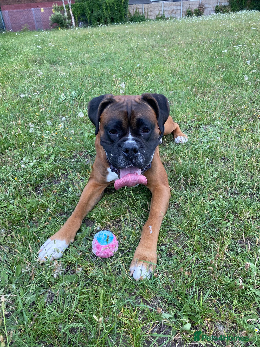 Boxer dogs for stud: Boxer for Stud in Grays - Image 5