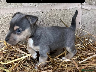 Jack Russell dogs Lilac & Tan Miniature Jack Russel - Advert 2