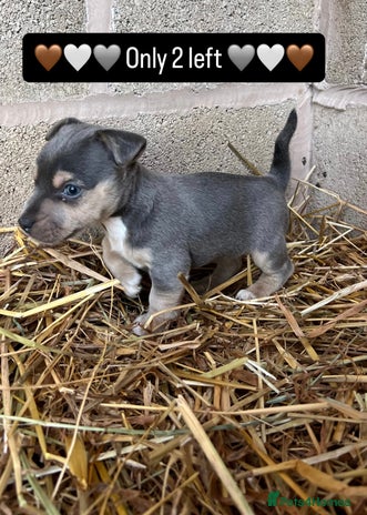 Jack Russell dogs - Advert 2