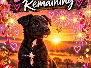 Patterdale Terrier dogs Stunning black Patterdale puppies - Advert 2