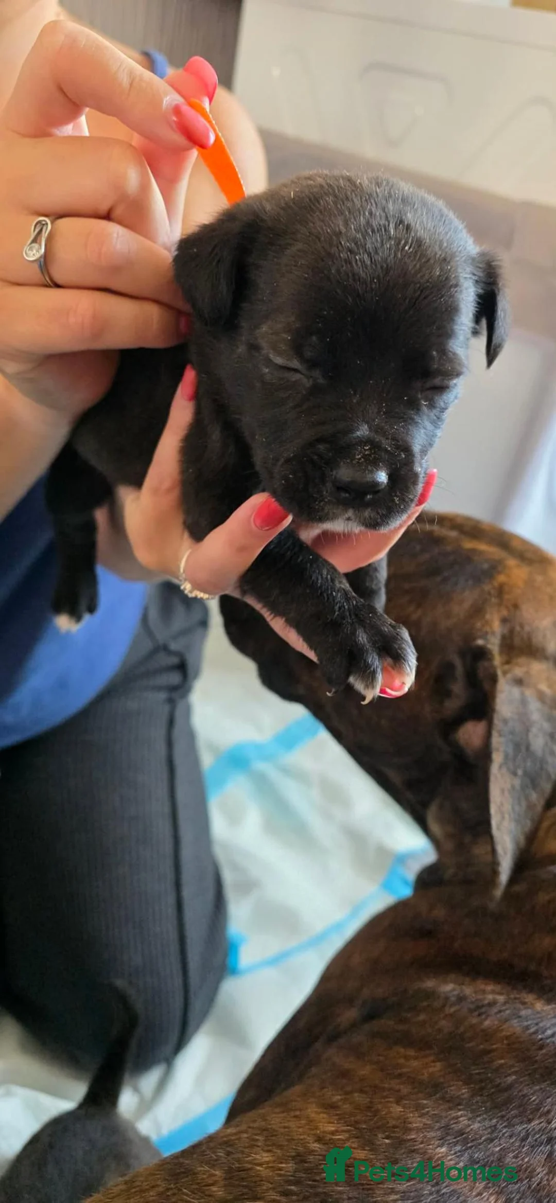 Mixed Breed dogs for sale: Mixed breed puppies - Advert 2