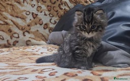 Mixed Breed cats for sale: Two Perdoll Female Kittens Looking for a Home - Image 27