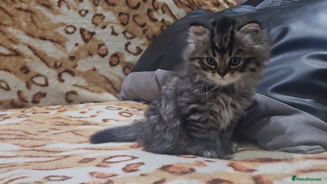 Mixed Breed cats for sale: Two Perdoll Female Kittens Looking for a Home - Image 27