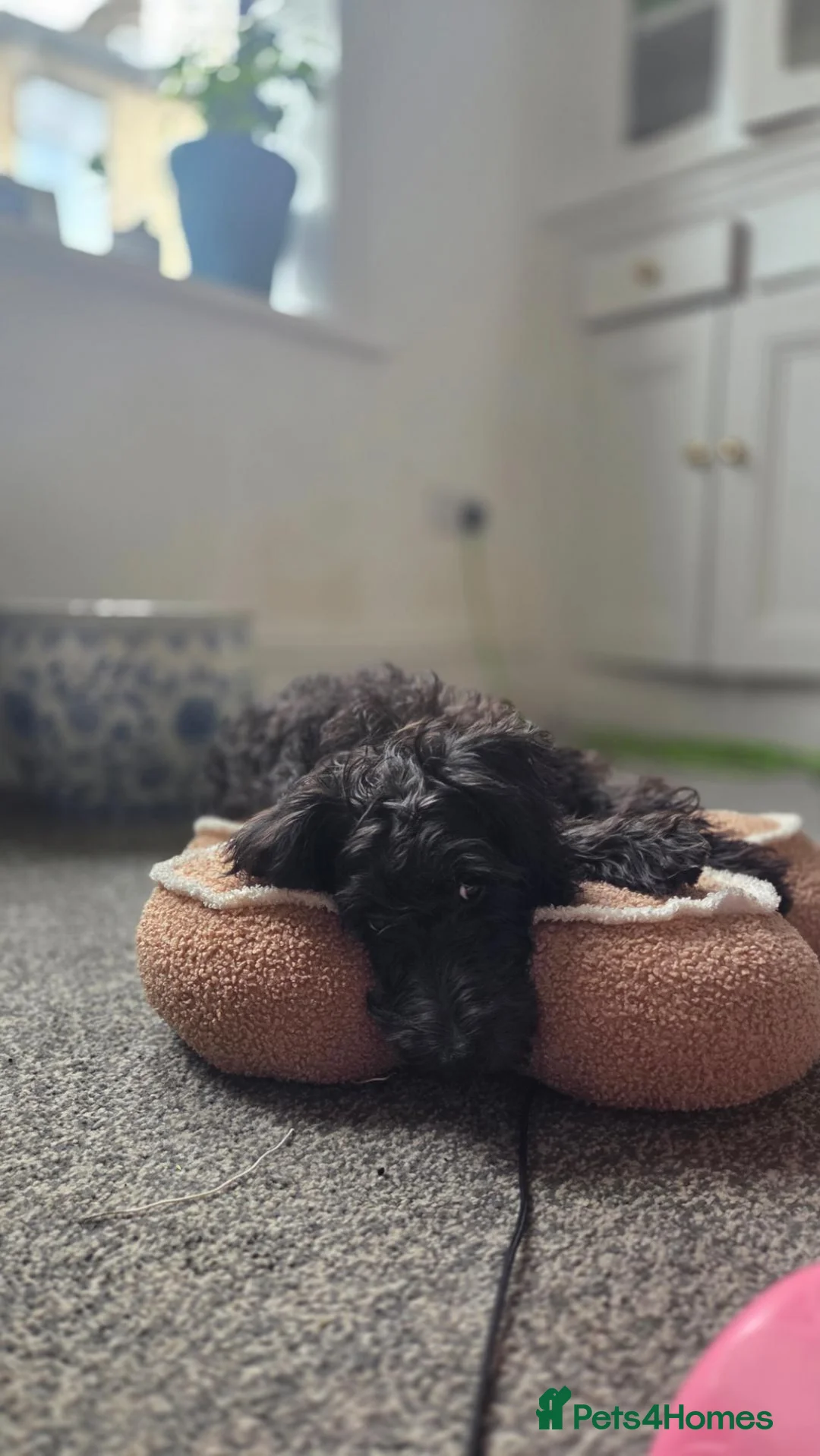 Miniature Schnauzer dogs for sale: Mini schnauzer  - Advert 12