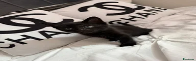 Mixed Breed Kitten 1