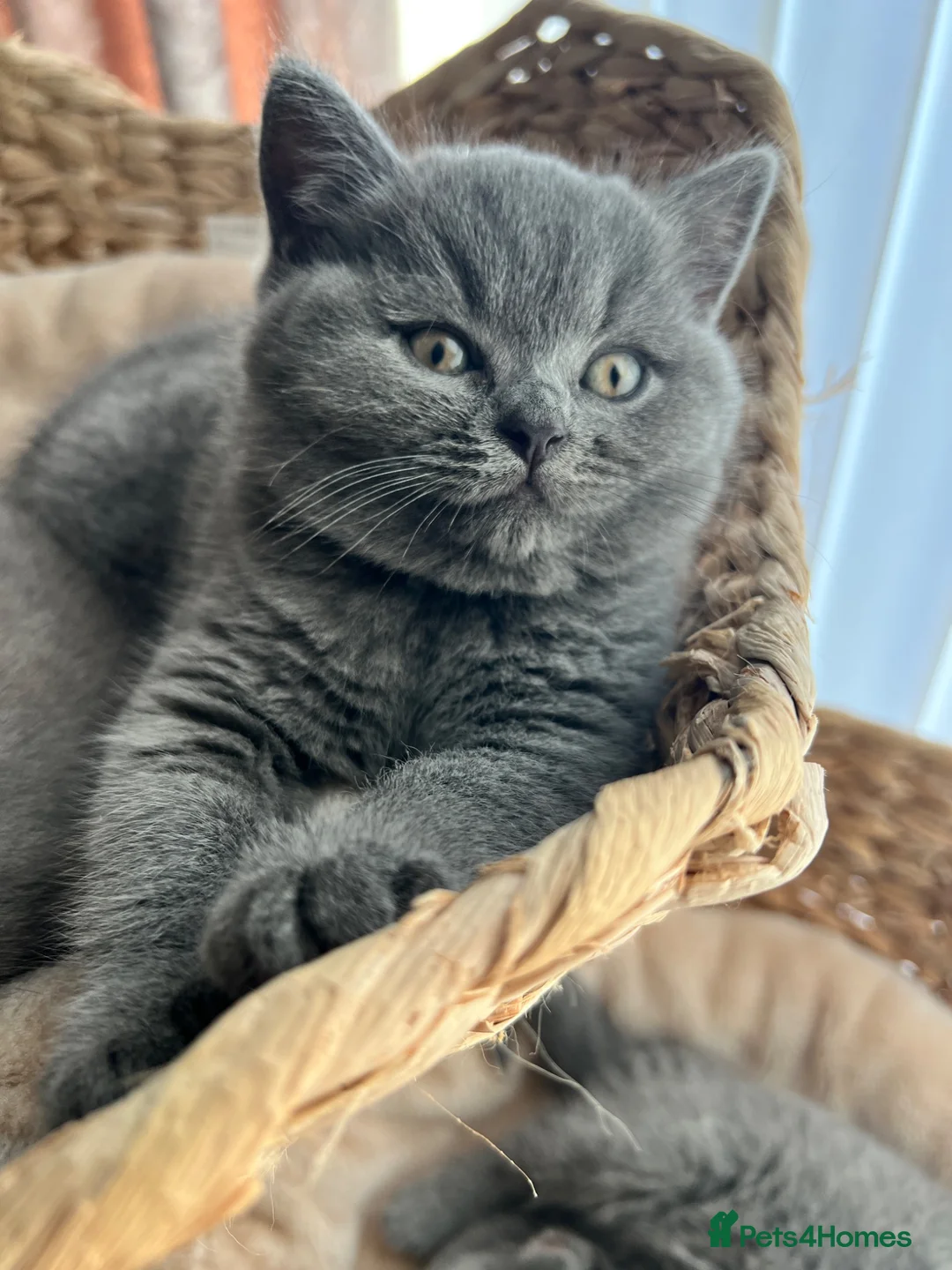 British Shorthair cats for sale: British shorthair kittens  - Advert 2