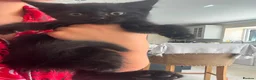 Mixed Breed cats for sale: READY NOW - Advert 18