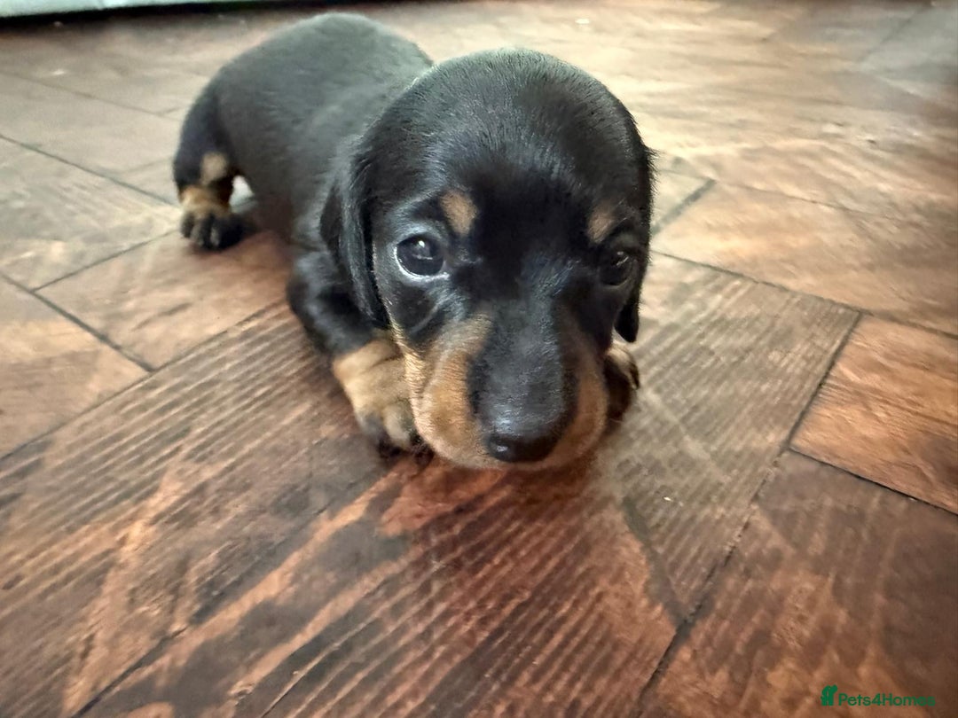 Miniature Dachshund dogs for sale: Beautiful KC Registered Miniature Dachshunds - Image 15