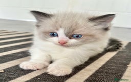 Ragdoll cats for sale: 🎀 RARE CHAMP BLOODLINE BI HIGH WHITE RAGDOLLS 🎀 - Image 19