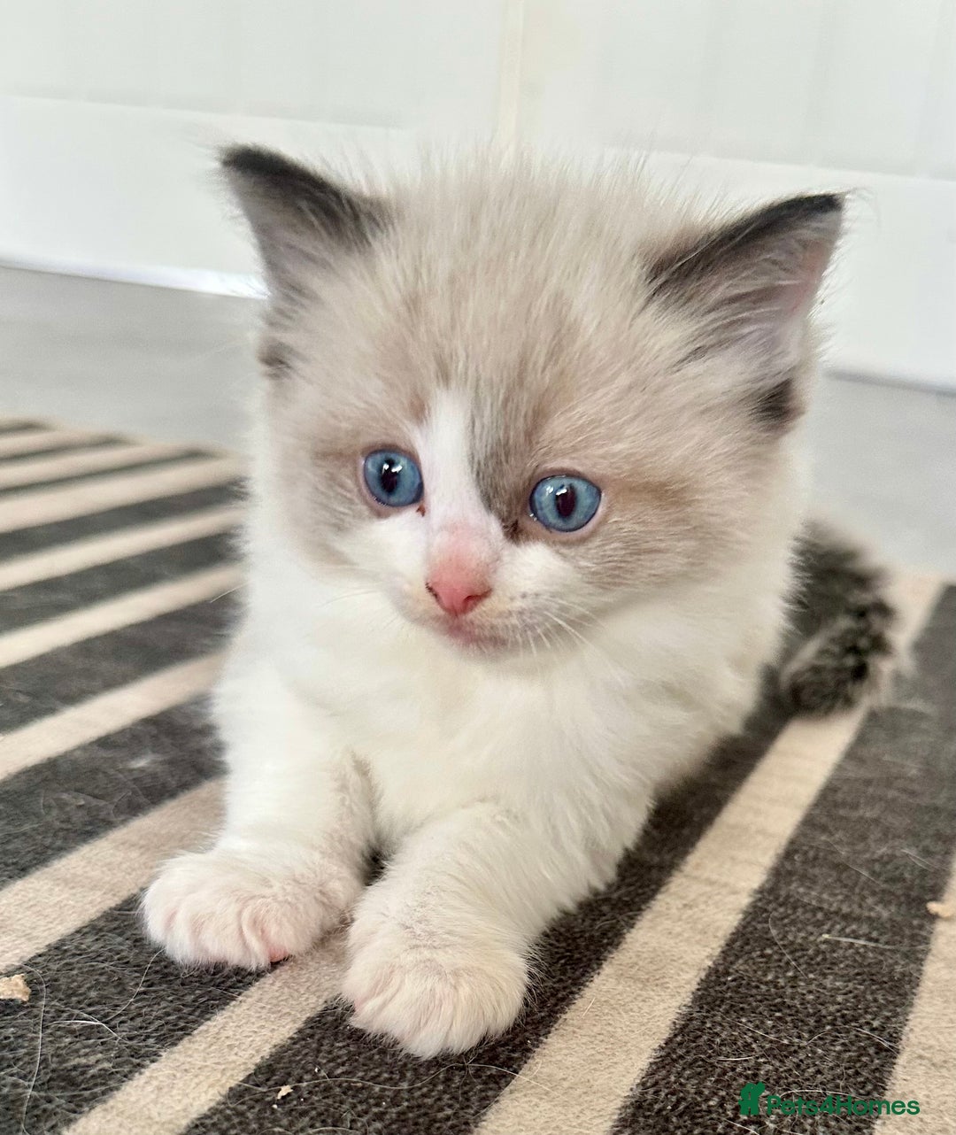 Ragdoll cats for sale: 🎀 RARE CHAMP BLOODLINE BI HIGH WHITE RAGDOLLS 🎀 - Image 19