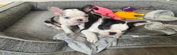 Mixed Breed dogs for sale: Frenchton’s . Boston X frenchie. - Advert 15