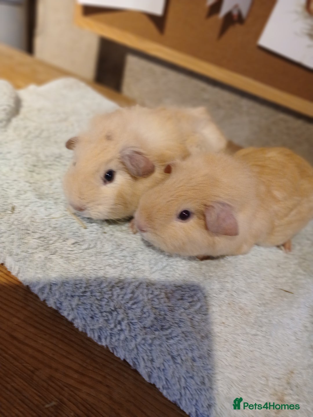Guinea Pig rodents for sale: 2 male guinea pigs - Advert 2