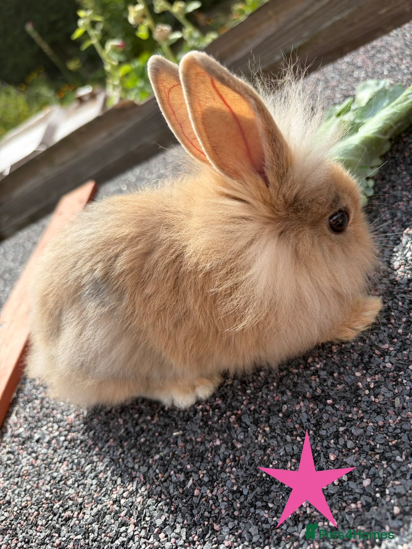Mixed Breed rabbits mixed breed lionhead/netherland dwarf bunnies  - Advert 19