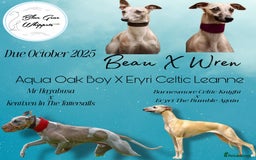 Whippet dogs for sale: Gorgeous KC Whippet Pups - Image 3