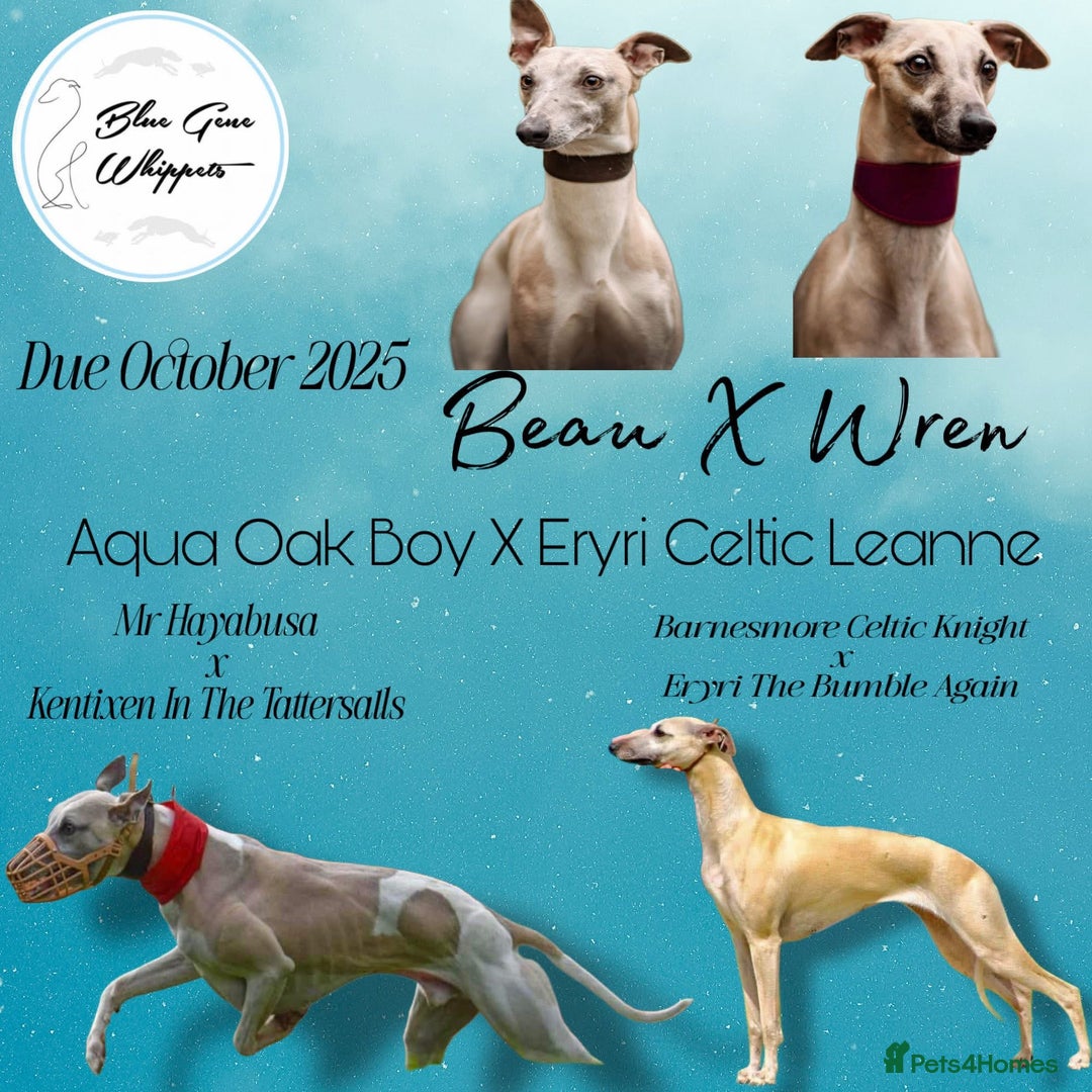 Whippet dogs for sale: Gorgeous KC Whippet Pups - Image 3