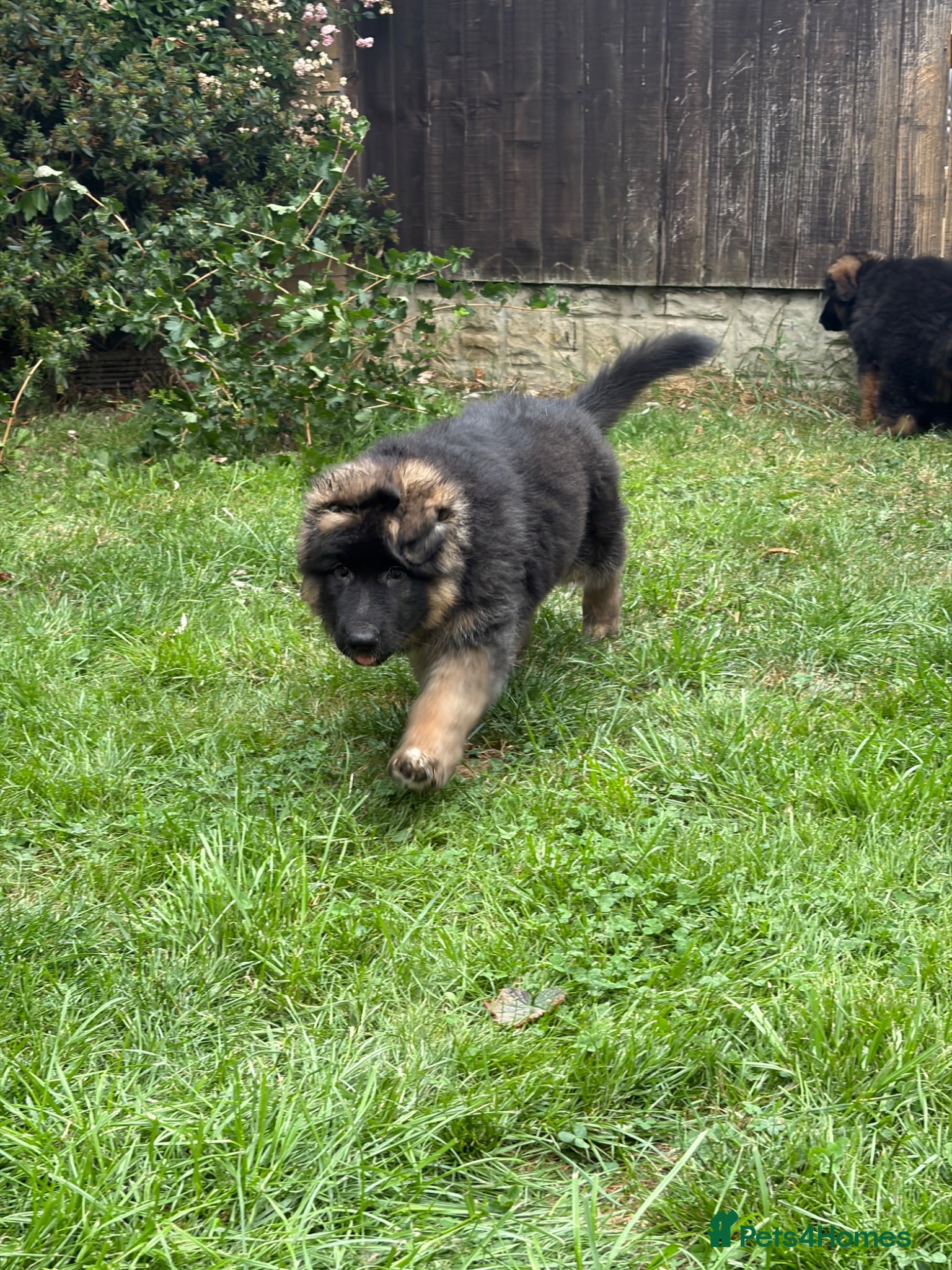German Shepherd dogs Beautiful and stunning female GSD ready to go - Advert 2