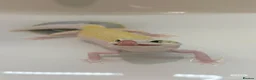 Leopard Gecko reptiles for sale: Female Leopard gecko - Advert 4