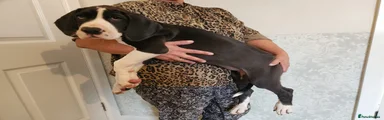 Great Dane 6
