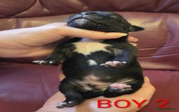 Staffordshire Bull Terrier dogs for sale: KC registered Champions Bloodline Show Quality  - Image 9