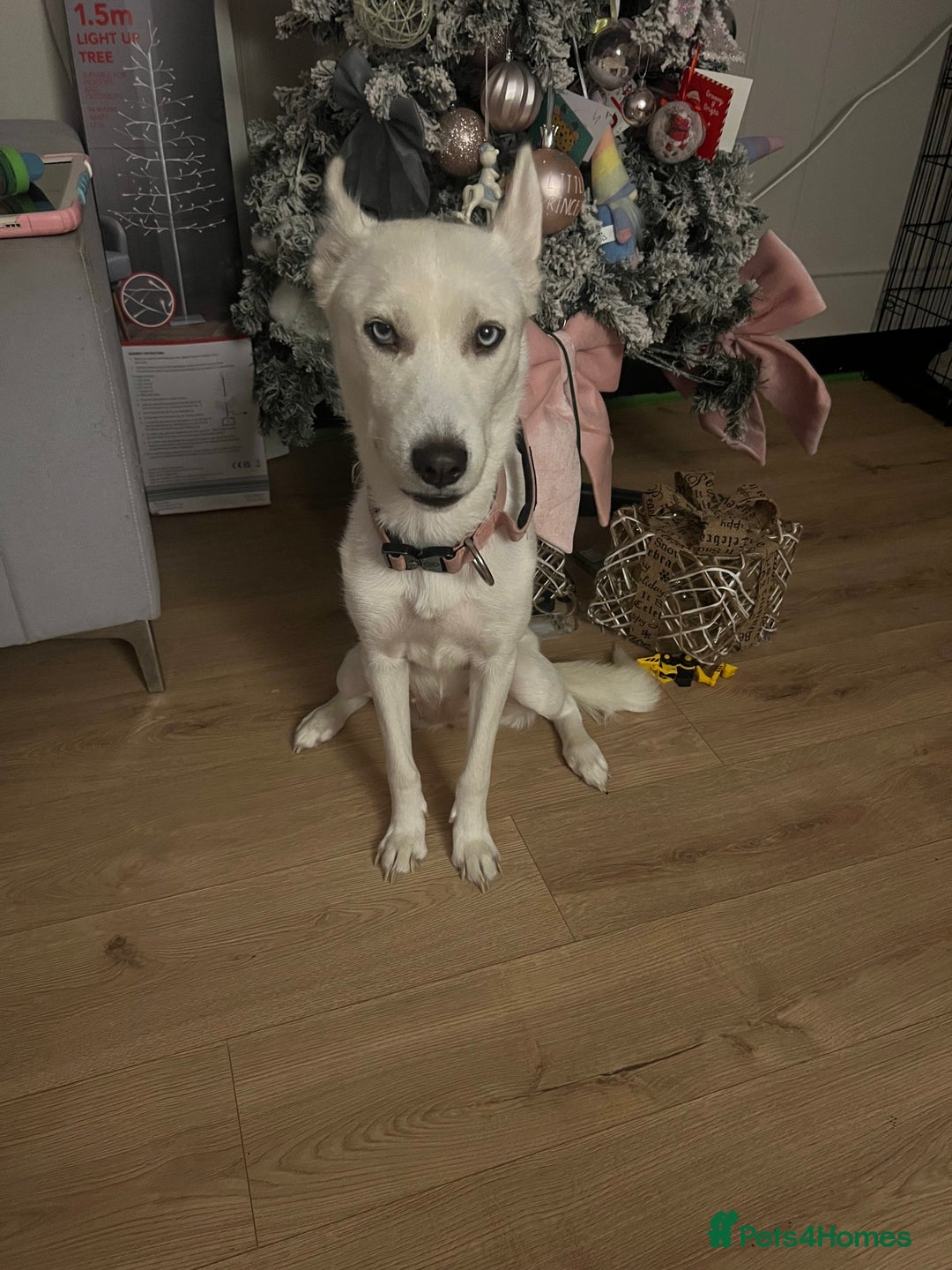 Siberian Husky dogs for sale: Beautiful white husky  - Advert 5