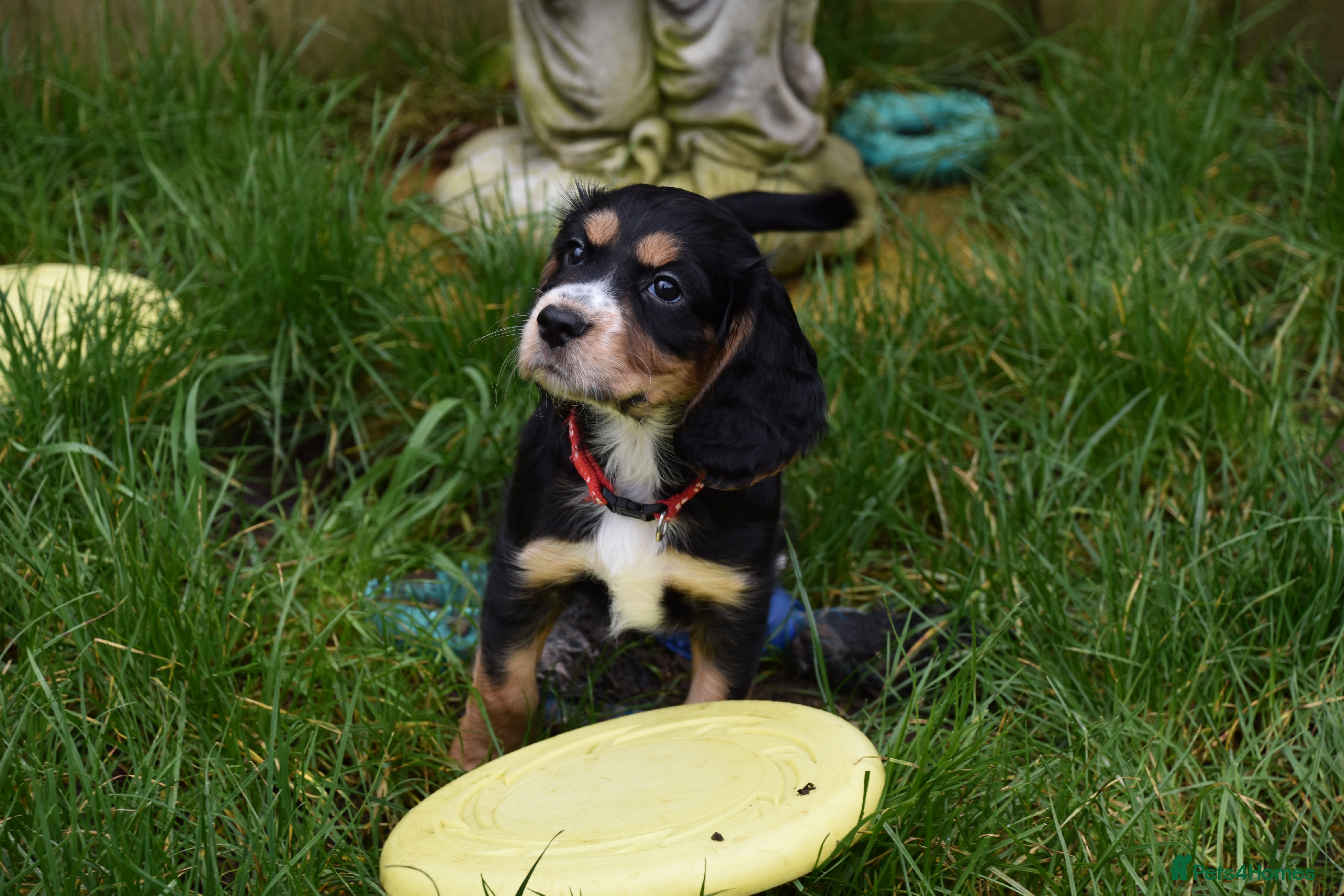 Cocker Spaniel dogs Kc Reg  Cocker Spaniel Puppies Health Tested - Advert 3