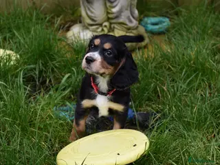 Cocker Spaniel dogs Kc Reg Cocker Spaniel Puppies Health Tested - Advert 3