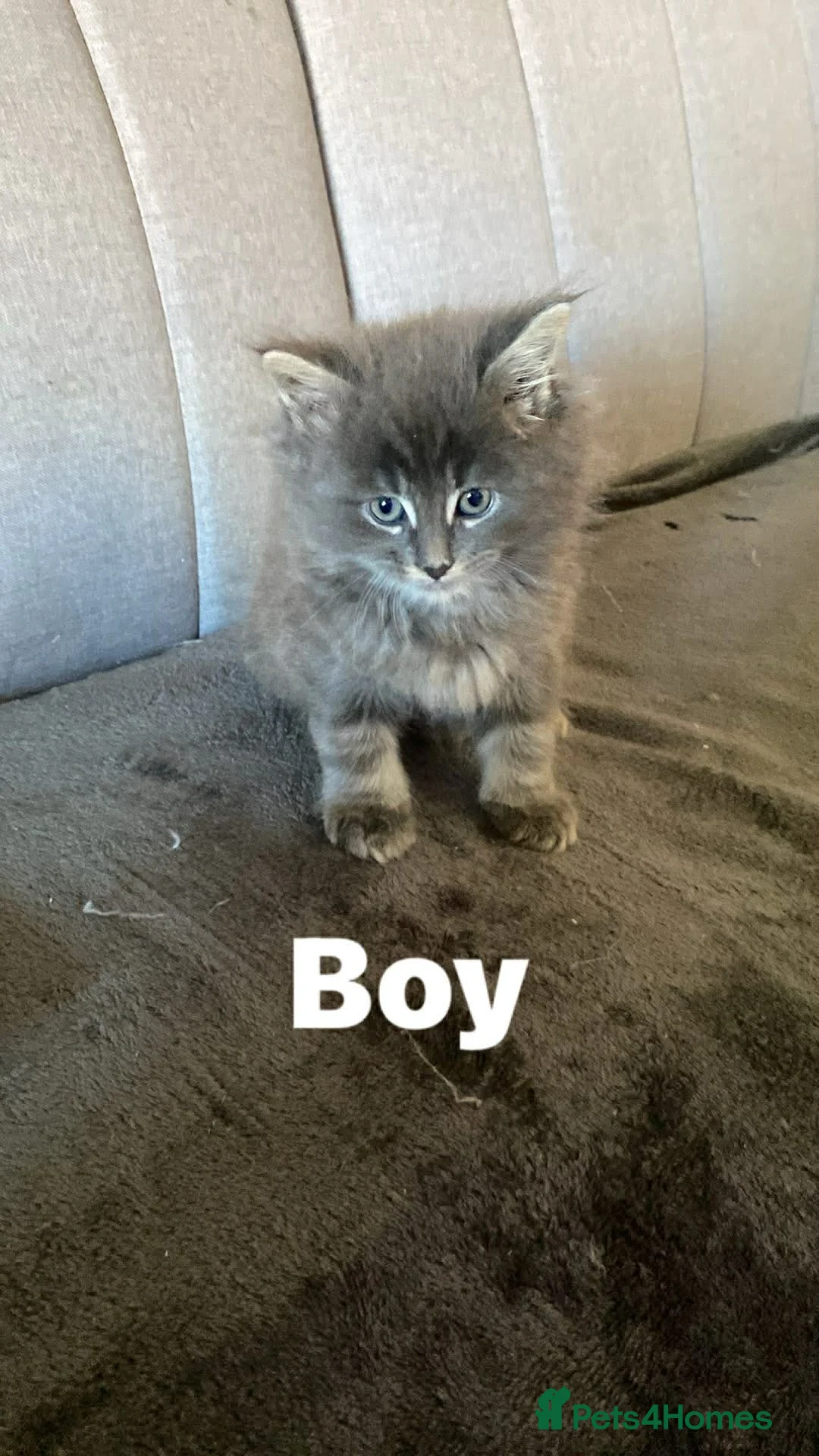 Mixed Breed cats for sale: Half maine coon,kittens  - Advert 7