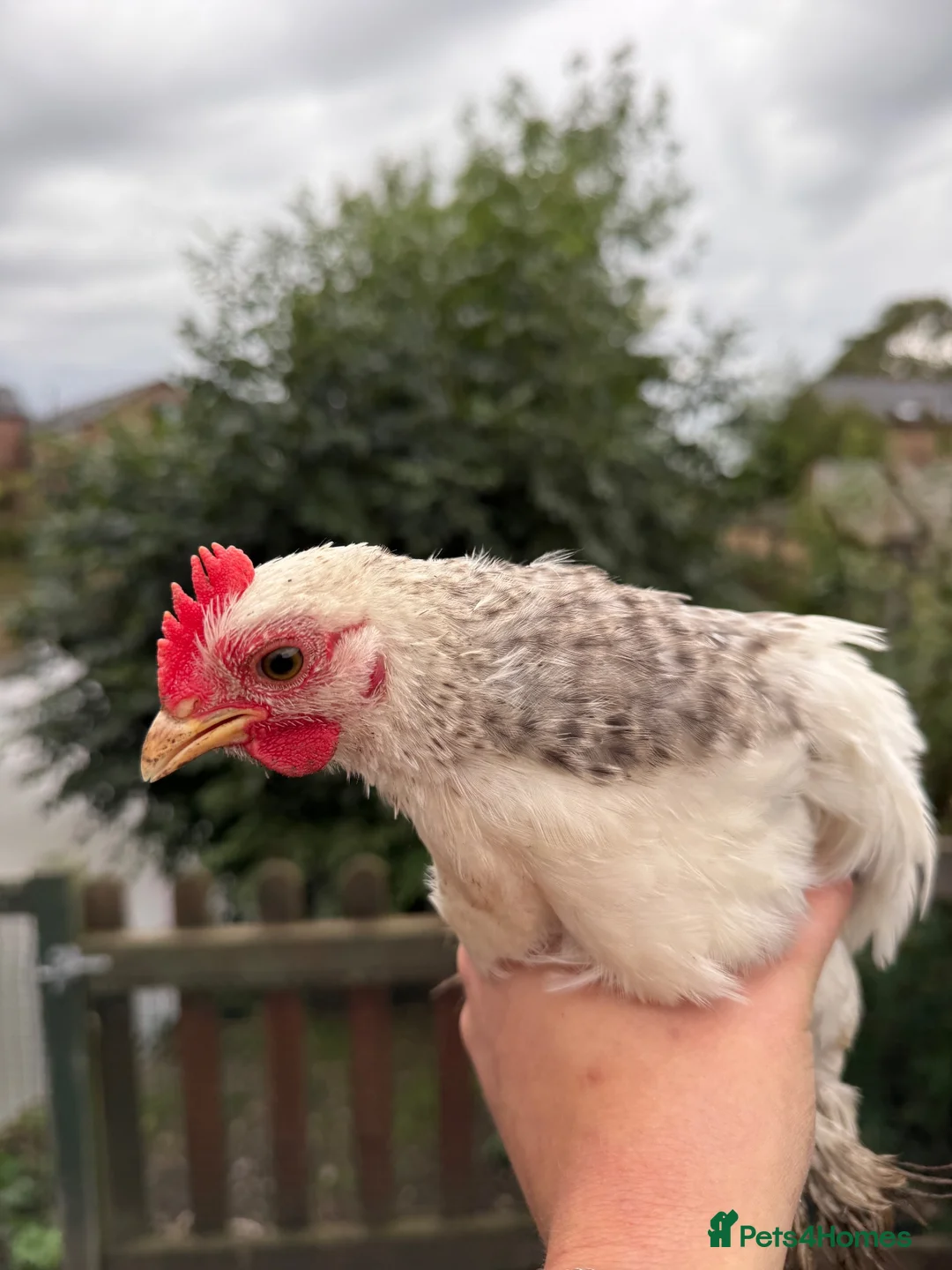 Chickens poultry for sale: Pekin bantam roosters - Advert 2