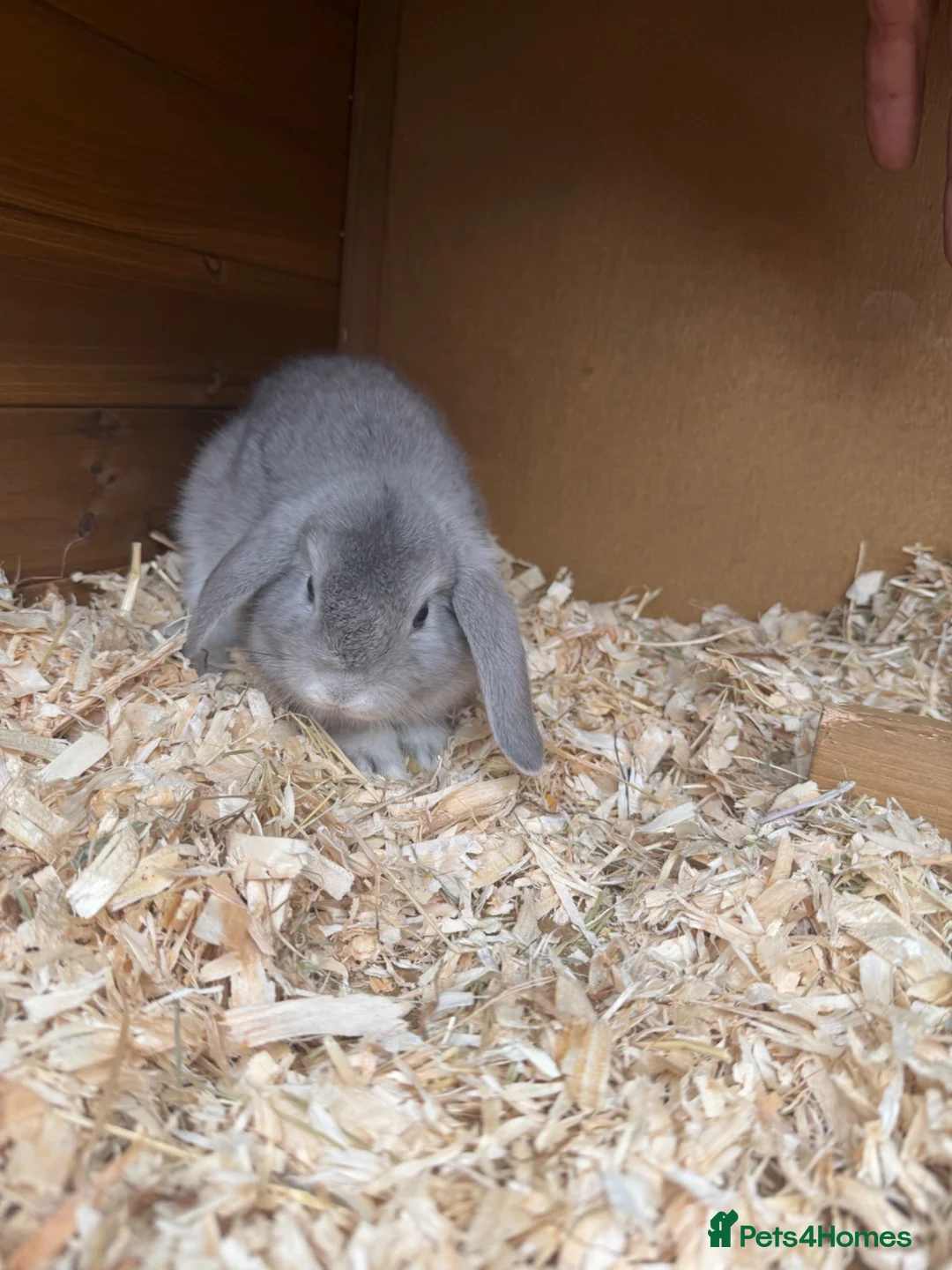 Mini Lop rabbits for sale: 4 grey baby lops for sale  in Coalville - Advert 4